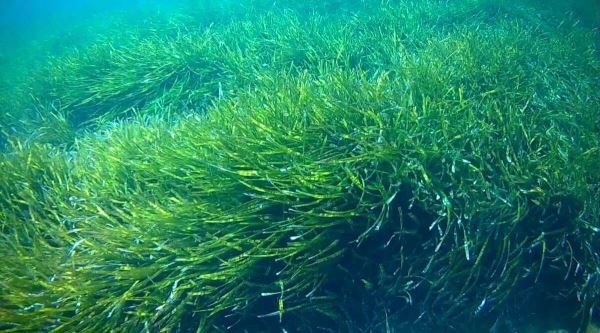 <br />
						Появилась самая большая в мире карта водорослевых зарослей