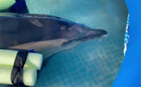 <br />
						Выбросившийся на берег в Евпатории дельфин получает необходимое лечение