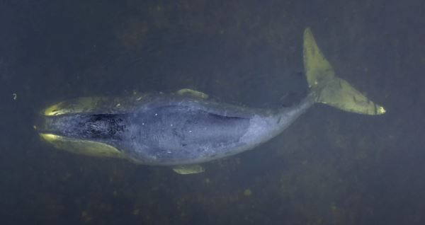 <br />
						В Охотском море создадут новый заказник для сохранения китов и косаток