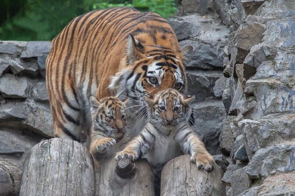 <br />
						Светлана Радионова: «Позаботиться о сохранении амурского тигра — наш долг перед природой»