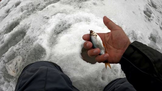 Отличное закрытие рыбалки со льда! Жерлицы стреляли одна за одной.