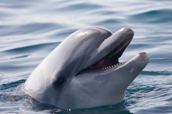 <br />
						Дельфинам Мексиканского залива может грозить почти полное исчезновение