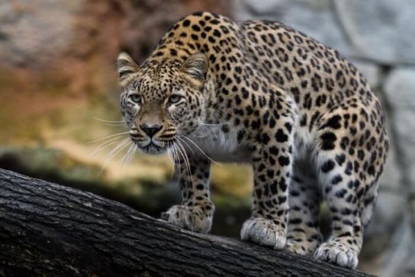 <br />
						К учету дальневосточных леопардов подключат искусственный интеллект из Индии