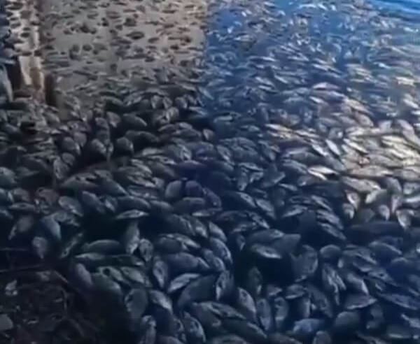 <br />
						В Кяхтинском районе Бурятии произошла массовая гибель рыбы