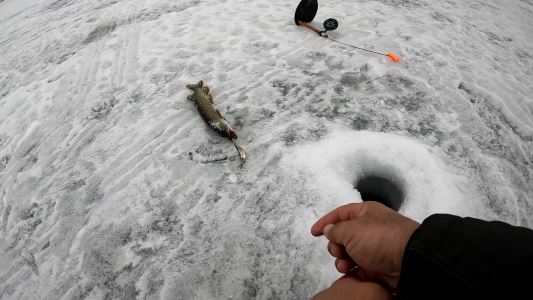 Отличное закрытие рыбалки со льда! Жерлицы стреляли одна за одной.