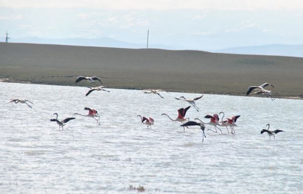 <br />
						В Дагестане восстановят озеро фламинго